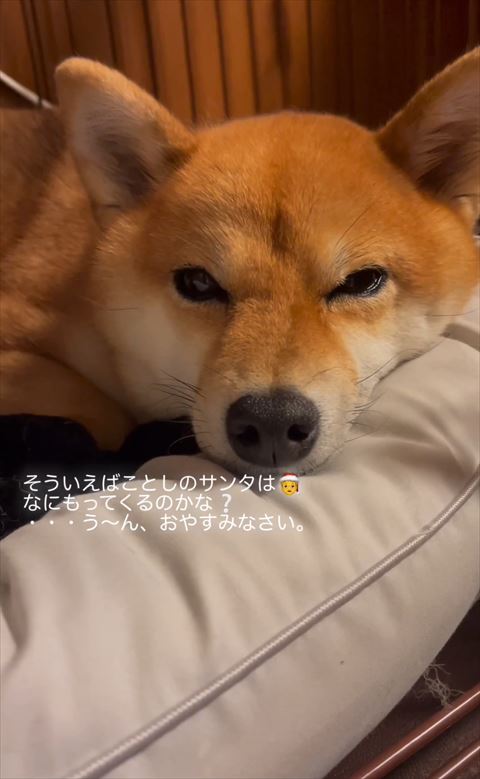 眠そうなワンコアップ