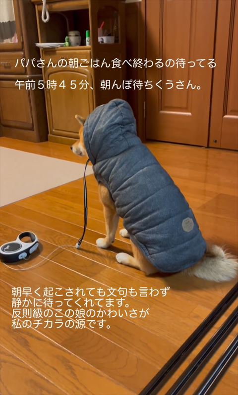 ダウン着てるお座りワンコアップ