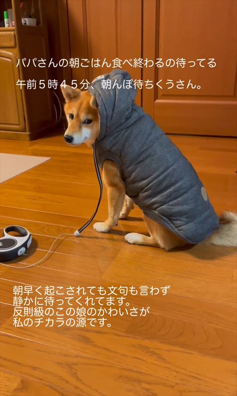 ダウン着てるお座りワンコ振り返る