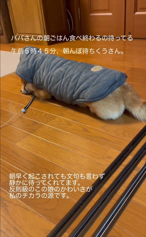 ダウン着て寝そうなワンコ後ろ姿