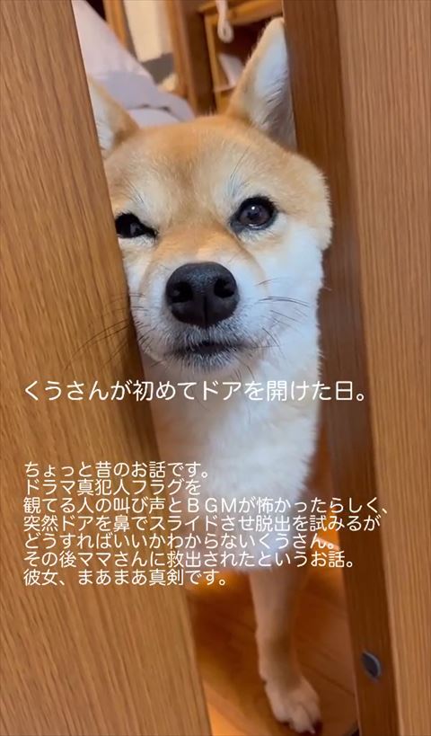 ドアから顔出すワンコ