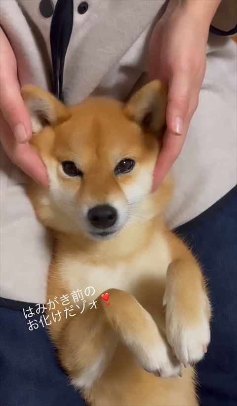 飼い主さんのヒザの上であおむけワンコ