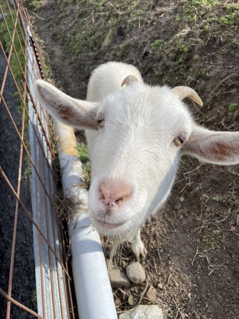 見上げてくるヤギ