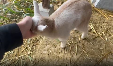 手のひらに頭添える子ヤギアップ