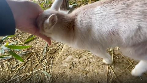 手のひら押し出そうとする子ヤギ