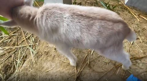 手のひら押し出そうとする子ヤギ背面