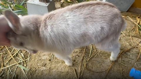 手のひら押し出そうとする子ヤギ横顔