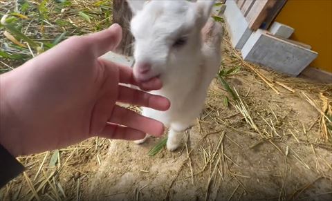 手を噛む子ヤギ正面