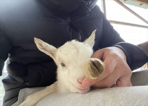 セーター着てるワンコ