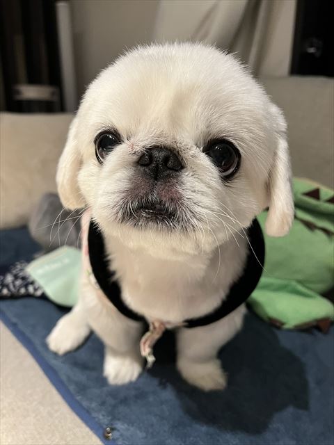 キョトン顔ワンコ