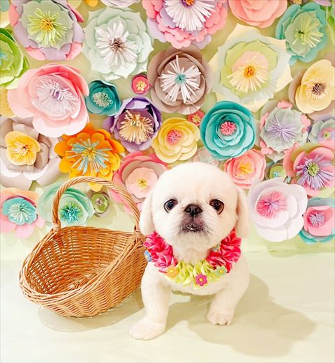 背景がお花ワンコ