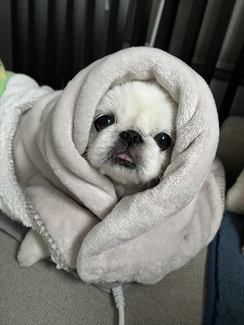 毛布に包まれたワンコ
