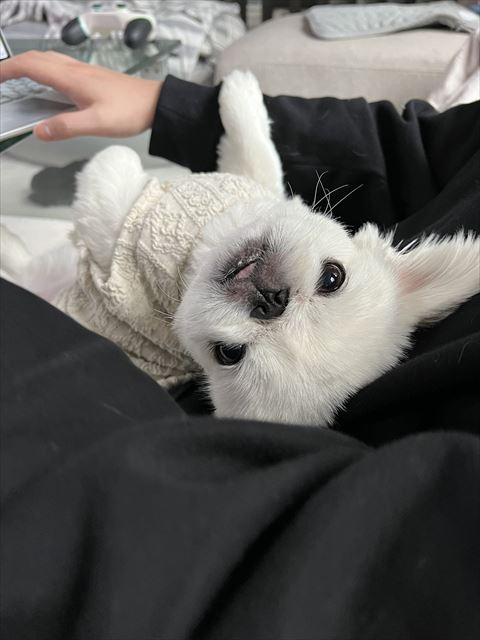 飼い主さんのヒザの上ワンコ