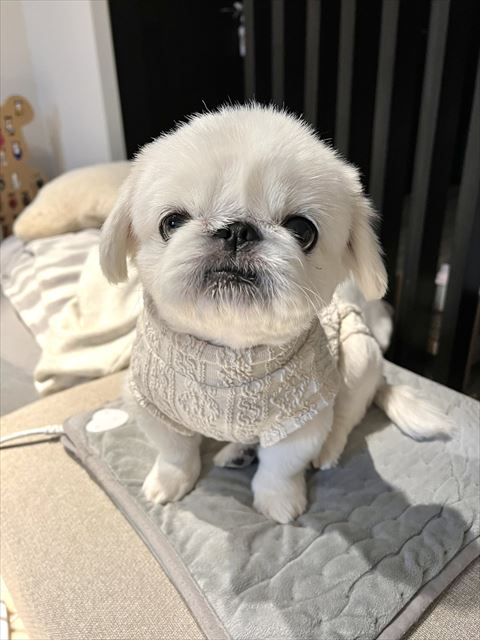 セーター着てるワンコ