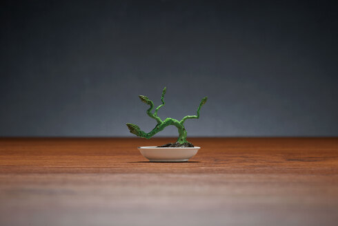 盆菜〜BONSAI〜02
