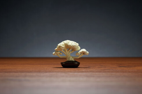 盆菜〜BONSAI〜03