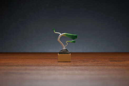 盆菜〜BONSAI〜04