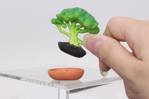 盆菜〜BONSAI〜07