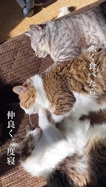 二度寝する猫たち