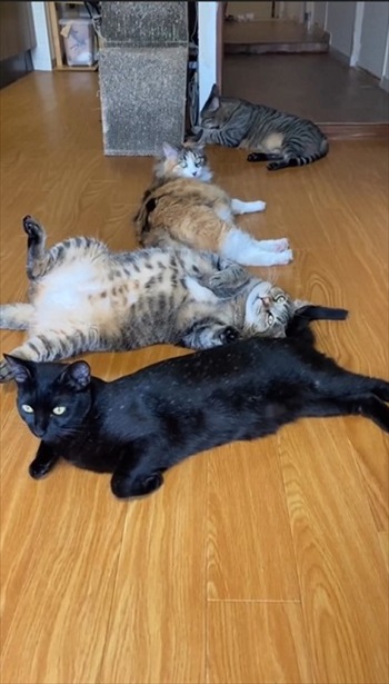 気ままにすごす猫たち