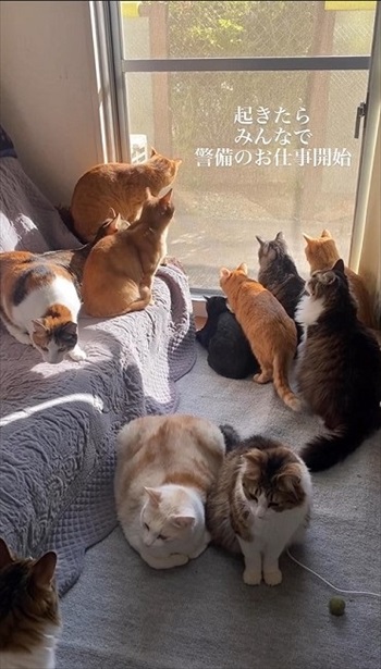 警備中の猫