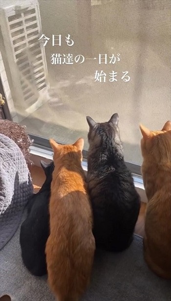 猫たちの一日