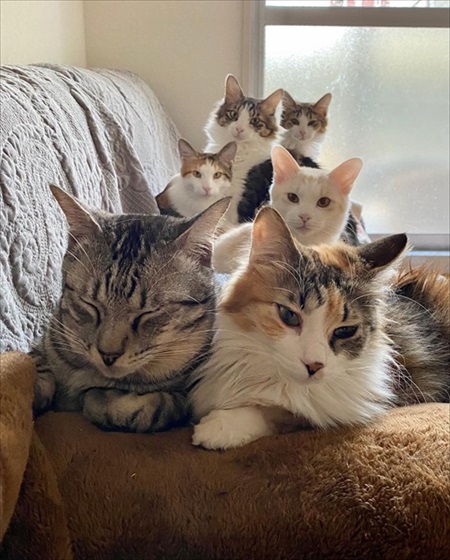 集合する猫たち