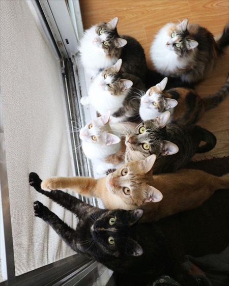 保護猫大家族の平和な1日