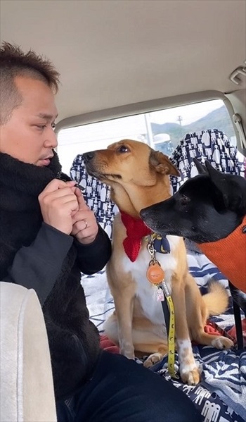 妹犬をかばう姉犬