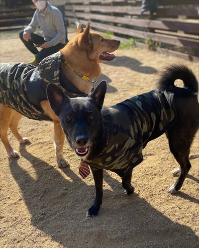 妹犬をかばう姉犬