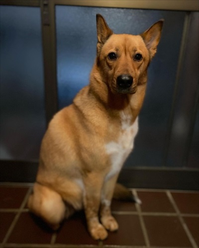 妹犬をかばう姉犬