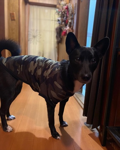 妹犬をかばう姉犬