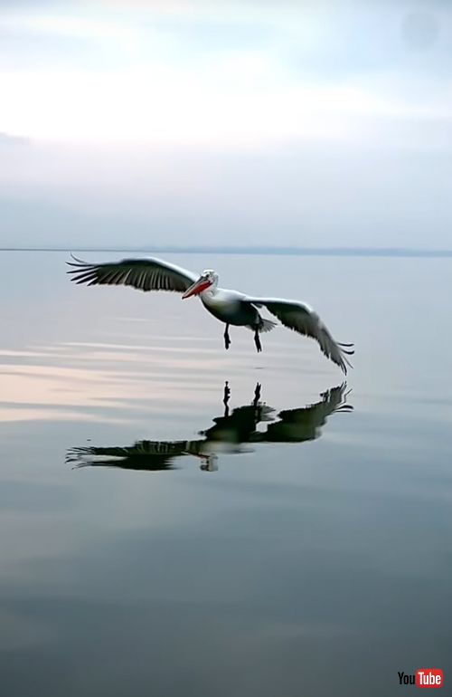 ニシハイイロペリカンの着水シーン
