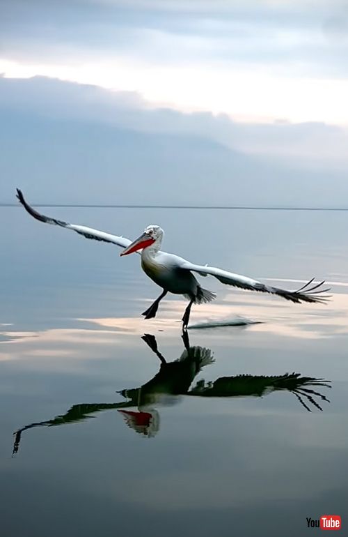 ニシハイイロペリカンの着水シーン