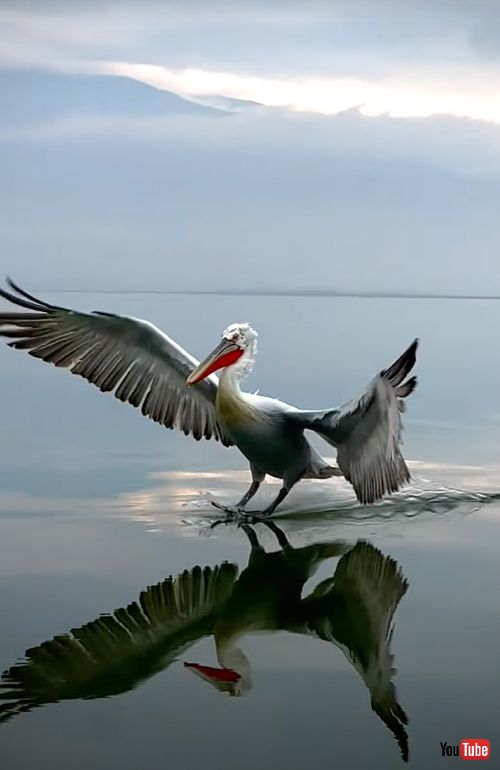 ニシハイイロペリカンの着水シーン