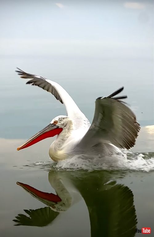 ニシハイイロペリカンの着水シーン
