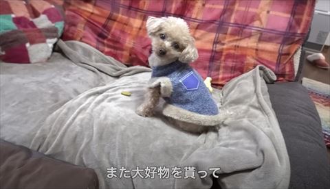 お座り振り返りワンコ