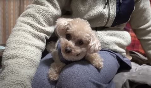 首かしげるワンコ