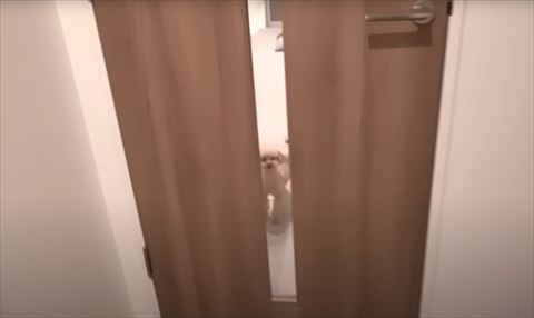 ドアの前ワンコ