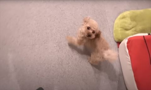 振り返りワンコ