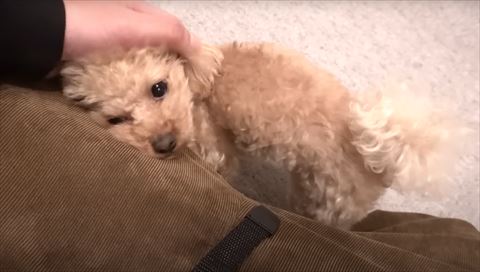 足元で甘えるワンコ