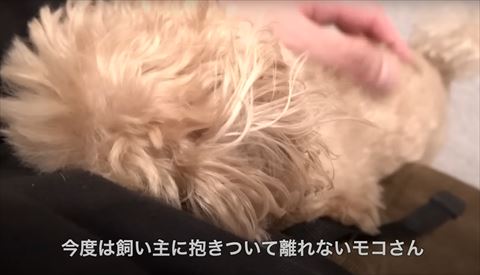 今度は飼い主に抱きついてテロップ