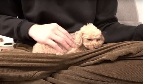 ヒザの上で寝るワンコ