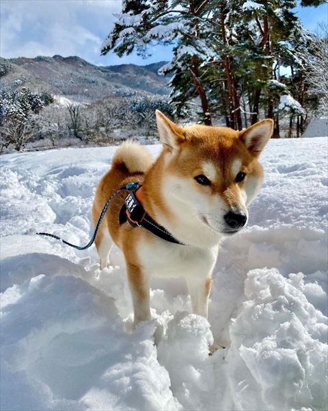 雪とワンコ