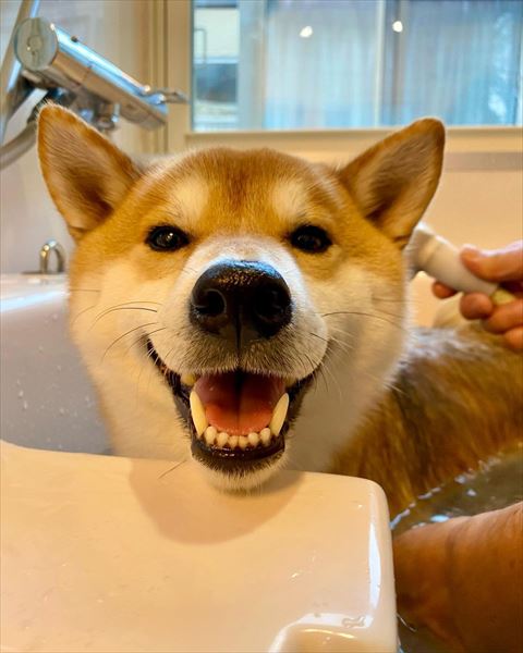 お風呂で笑顔ワンコ