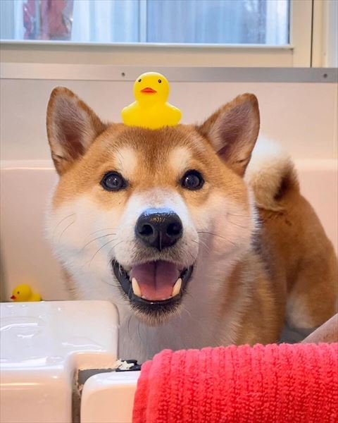 アヒル1個頭にのせるワンコ