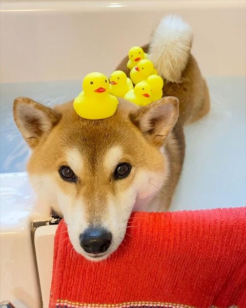 ワンコの上にたくさんアヒル