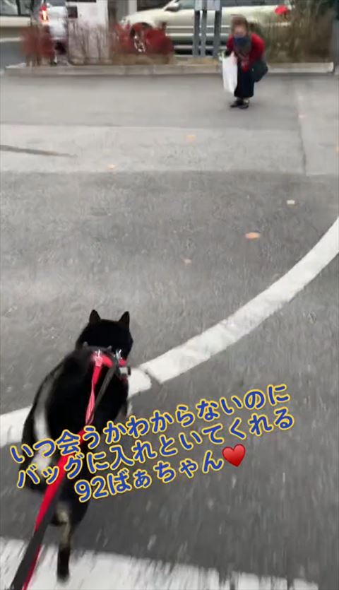 走るワンコ