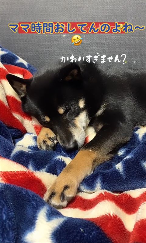 寝てるワンコ