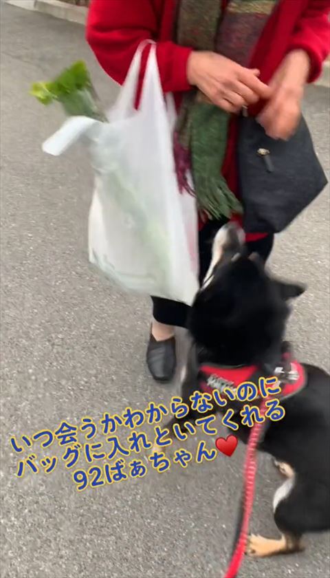 おばあちゃんを見上げるワンコ